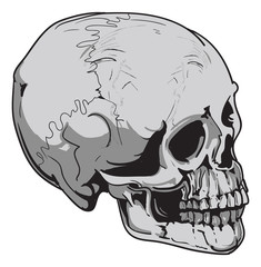 human skull Biology - vector
