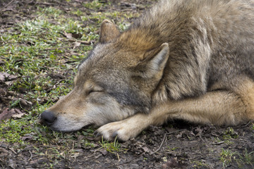 Close-up of a sleeping wolf in a bear park in Hungary