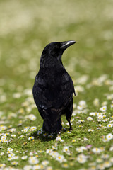 Carrion Crow