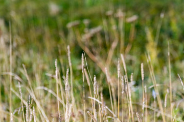 Dry Grass Macro