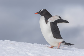Gentoo Penguins on Iceberg
