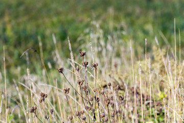 Dry Grass Macro