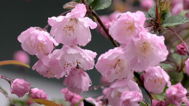 Closeup of raindrops on blooming pink Malus Haliana flowers.