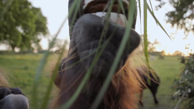 A funny slow motion clip of a Shetland pony eating grass from an adult hand. You can see the ponies teeth and tongue as it chews and swallows the long fresh grass.
