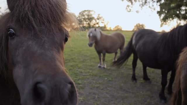A funny slow motion clip of a Shetland pony eating grass from an adult hand. You can see the ponies teeth and tongue as it chews and swallows the long fresh grass.