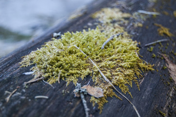 Green Moss on tree