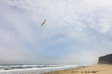 seagull flying above beach