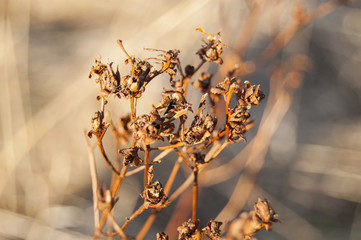 Macro Central Straw