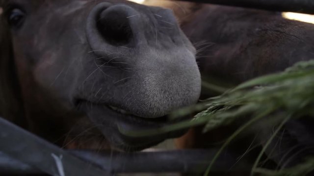 A funny slow motion clip of a Shetland pony eating grass from an adult hand. You can see the ponies teeth and tongue as it chews and swallows the long fresh grass.