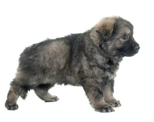 ancient type german shepherd