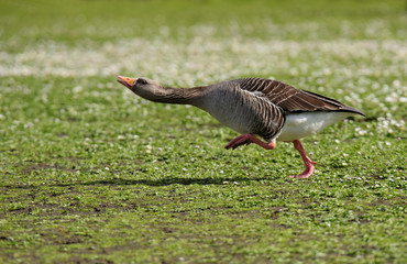 Greylag Goose, goose