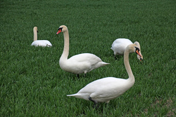 schwäne in wiese