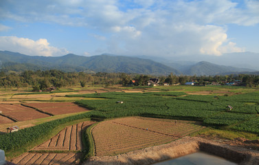 Fototapeta premium green field nursery plant agriculture farm