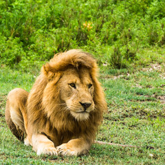 magnificent male lion looking out and watching 

