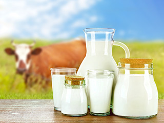 Pitcher, jars and glasses of milk on wooden table against cow and blue sky background