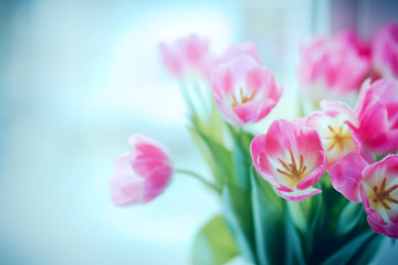Bouquet of fresh tulips , close up