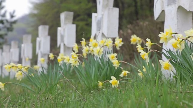 Yellow flowers waving among the white crosses on the cemetery