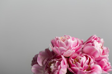 Pink tulips flowers close up on a grey background