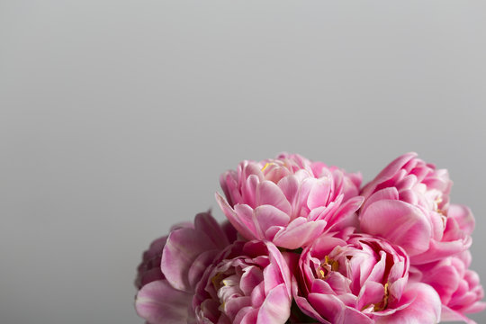 Fototapeta Pink tulips flowers close up on a grey background