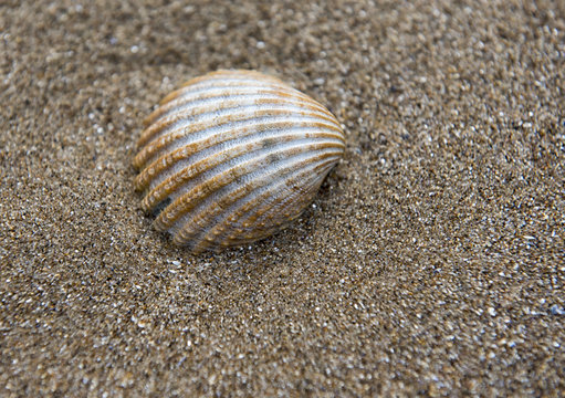 Close up image of a shell on the sand 