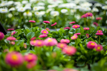 pink and white daisy  -  garden centre