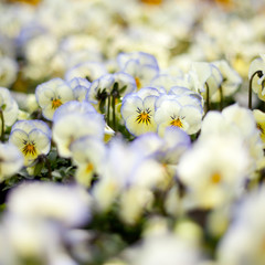 colorful white  cream pansies