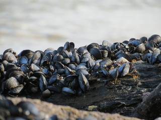 Shells attached to a rock (1)
