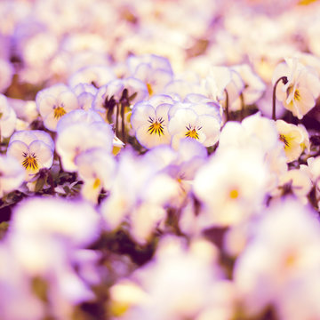 Colorful White  Cream Pansies