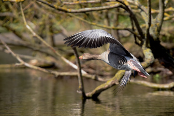 Greylag Goose, goose