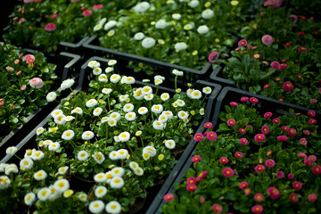 daisy garden centre to sale