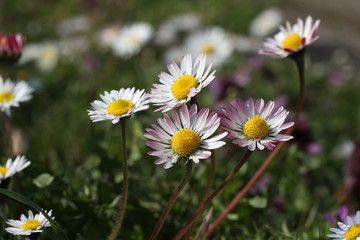 Fototapeta premium Daisy