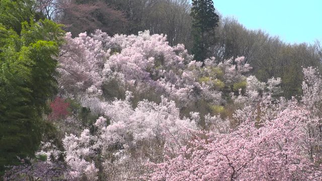 福島県　花見山公園 Fukushima hanamiyama park