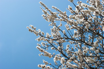 Apricot tree flower, seasonal floral nature background