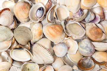 Sea shells as background