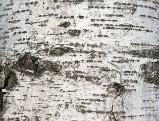 Birch bark