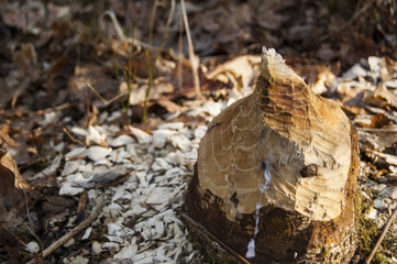 Tree cut by beaver