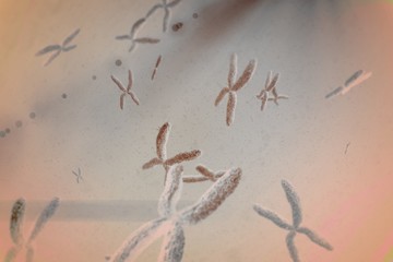 Composite image of view of chromosome