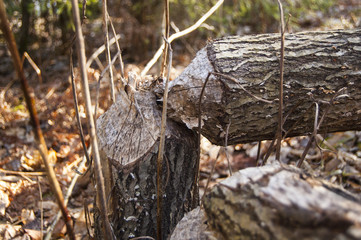 Wallpaper Tree cut by beaver