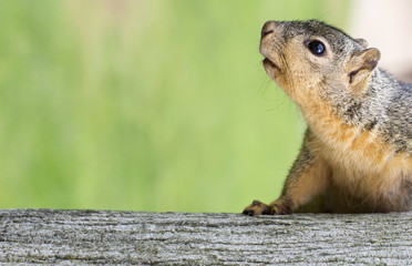 Portrait of squirrel close-up. Large squirrel on the trunk of a tree on a green background. 