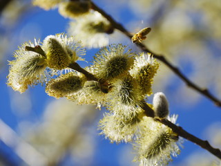 pussy willow blue sky © flucas