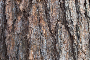 natural wood texture of bark tree