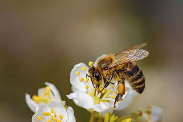 Bee on a spring flower collecting pollen and nectar