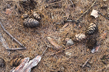 old and dry needles and leaves on the ground after the winter 
