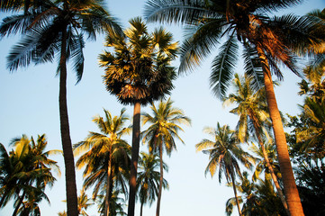 Fototapeta na wymiar Palm trees at sunset light