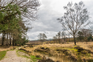 Dutch heather  landscape near Wolfheze