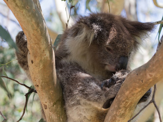 cute koala bear sitting on eucalyptus