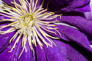 Obraz premium Violet Flower Macro