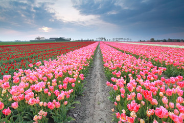 red and pink tulip field in spring