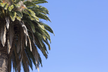 Tree against the blue sky. Tall palm trees and bright blue sky sunny day. 