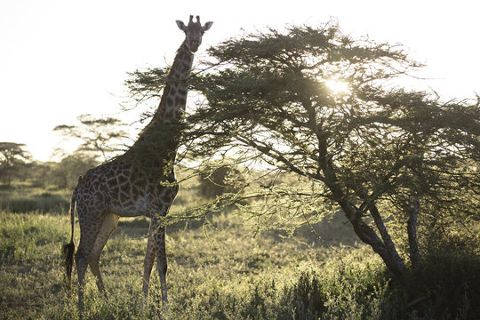 Backlight portrait of wild african giraffe
